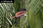 haliastur indus   brahminy kite  