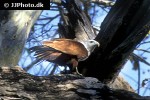 haliastur indus   brahminy kite  