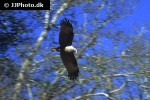 haliastur indus   brahminy kite  