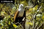 haliastur indus   brahminy kite  