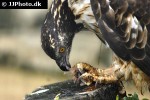 milvus migrans   black kite  