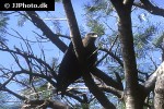 milvus migrans   black kite  