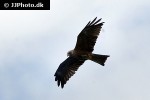 milvus migrans   black kite  