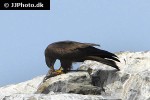 milvus migrans   black kite  