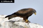 milvus migrans   black kite  