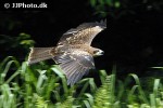 milvus migrans   black kite  