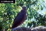 milvus milvus   red kite  