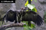 necrosyrtes monachus   hooded vulture  