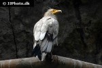 neophron percnopterus   egyptian vulture  