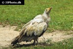 neophron percnopterus   egyptian vulture  