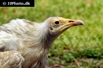 neophron percnopterus   egyptian vulture  