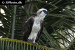 pandion haliaetus   osprey  