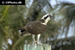 pandion haliaetus   osprey  