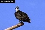 pandion haliaetus   osprey  