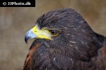 parabuteo unicinctus   harris hawk  