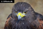 parabuteo unicinctus   harris hawk  