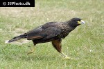 phalcoboenus australis   striated caracara  