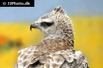 polemaetus bellicosus   martial eagle  