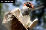 sarcoramphus papa   king vulture  