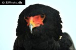 terathopius ecaudatus   bateleur eagle  