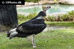 trigonoceps occipitalis   white headed vulture  