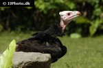 trigonoceps occipitalis   white headed vulture  