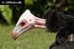 trigonoceps occipitalis   white headed vulture  