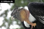 vultur gryphus   andean condor  