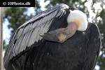 vultur gryphus   andean condor  