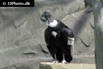 vultur gryphus   andean condor  