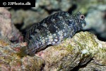 salarias fasciatus salarias fasciatus