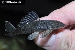 chaetostoma dorsale