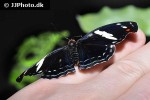 catonephele numilia immaculata   blue frosted banner  