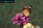 danaus chrysippus   plain tiger  