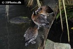 dendrocygna guttata   spotted whistling duck  