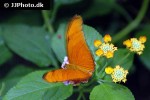 dryas iulia   julia butterfly  