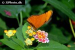 dryas iulia   julia butterfly  