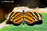 eueides isabella   isabella s longwing  