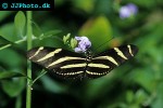 heliconius charitonius   zebra longwing  