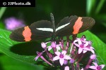 heliconius erata   red postman butterfly  