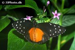 heliconius melpomene   postman butterfly  