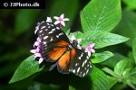 heliconius melpomene   postman butterfly  