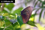 hypolimnas anomala   malayan eggfly  