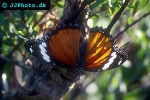 hypolimnas misippus misippus   danaid eggfly  