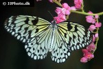 idea leuconoe   large tree nymph  