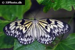 idea leuconoe   large tree nymph  