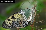 idea leuconoe   large tree nymph  