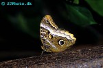 junonia evarete   mangrove buck eye  