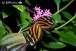 lycorea halia   tropical milkweed butterfly  