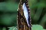 morpho peleides   blue morpho  